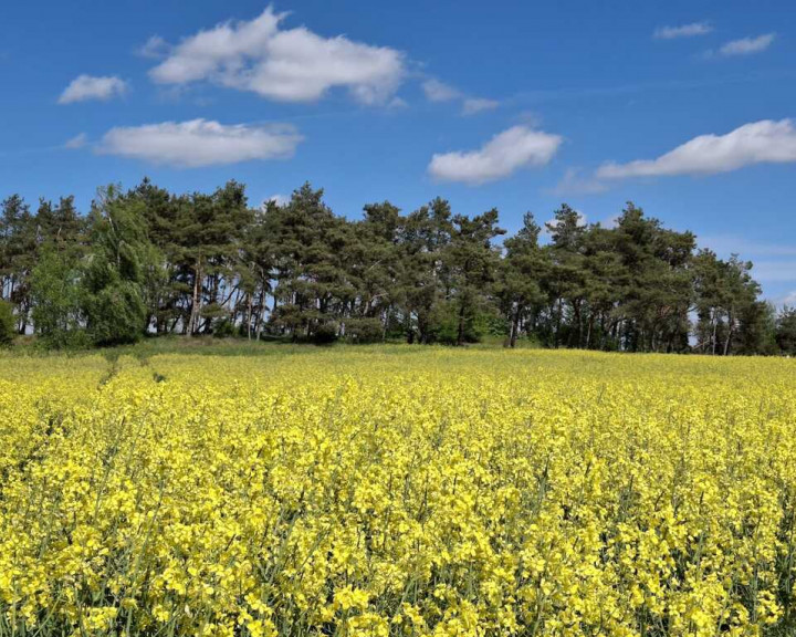 Działka Sprzedaż Parsów