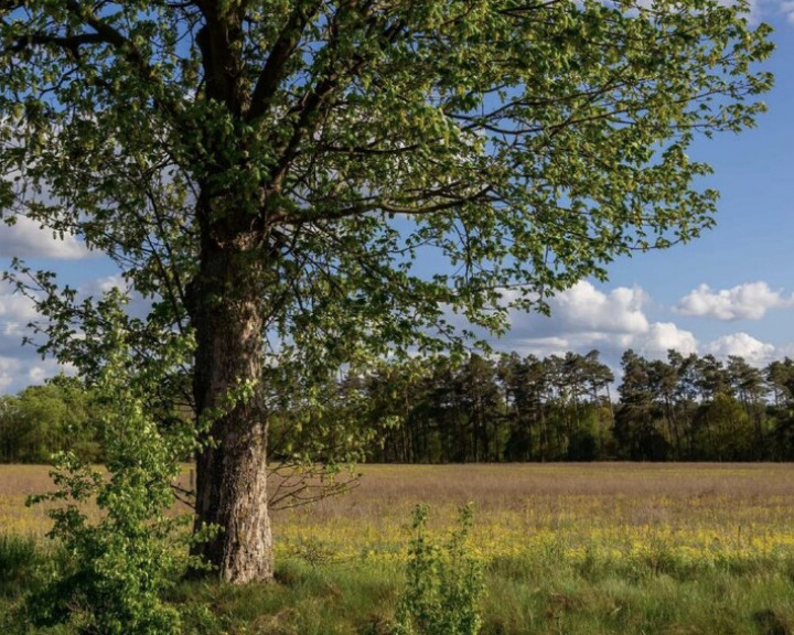 Działka Sprzedaż Jarnatów