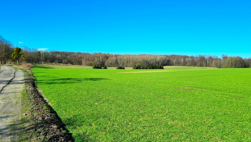 Działka Sprzedaż Kołowo